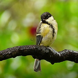 動物,鳥,山雀