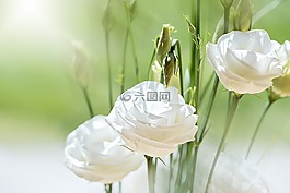洋桔梗,花,開花