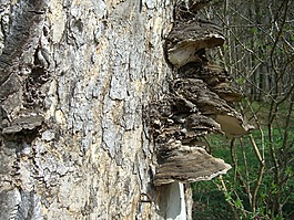 樹(shù)菌,baumschwamm,日志
