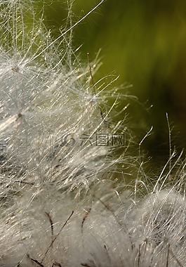 植物,羽毛,性質