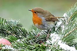 罗宾,erithacus rubecula,鸟