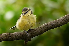 動(dòng)物,鳥,山雀