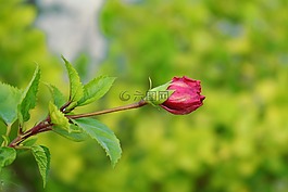 中國玫瑰,芽,開花