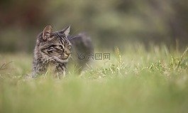 貓,草,動物