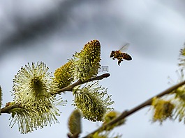 蜜蜂,春天,開花