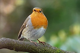 罗宾,erithacus rubecula,鸟