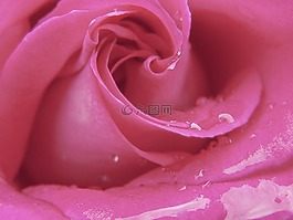玫瑰,花瓣,花