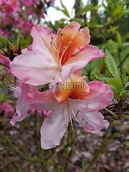 鮮花,杜鵑花,春