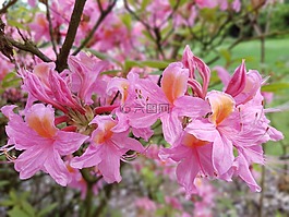 鮮花,春,杜鵑花