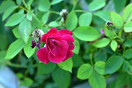 紅玫瑰,玫瑰,花