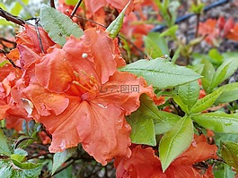 鮮花,春,杜鵑花