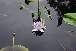 水百合,池,花