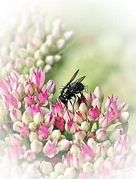 飛,昆蟲,開花