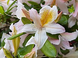 鮮花,春,杜鵑花