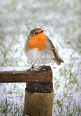 罗宾,erithacus rubecula,鸟