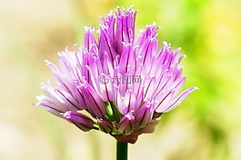 花,性質(zhì),開(kāi)花