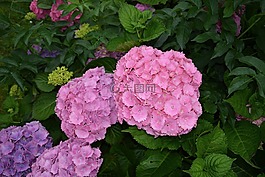 绣球花,花,紫