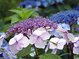 绣球,鲜花,粉红色