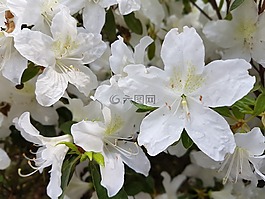 鮮花,春,杜鵑花