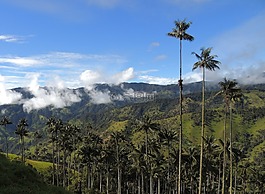 景观,山,棕榈蜡