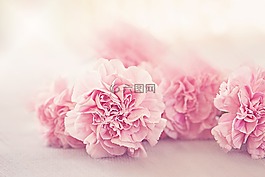 鮮花,丁香,花瓣