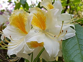 鮮花,春,杜鵑花