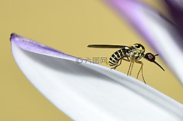 甲蟲(chóng)，昆蟲(chóng),花,自然
