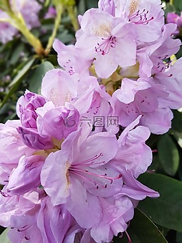 鮮花,春,杜鵑