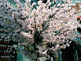 人造木,樱桃开花的树,总和