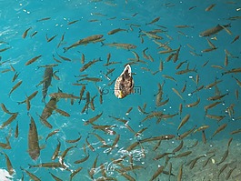 鴨,魚,湖