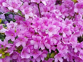 鮮花,春,粉色