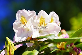 杜鵑,白,初夏