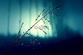 牧草,牧場,草
