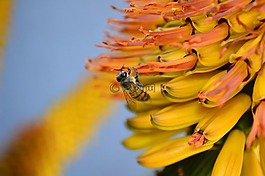 蜜蜂,花,黃色