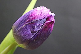 郁金香,春天,花