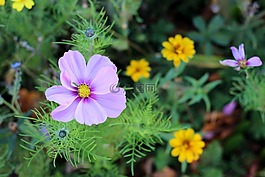 花,紫,开花
