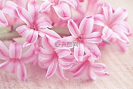 风信子,花,鲜花