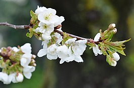 花,višeň,春天