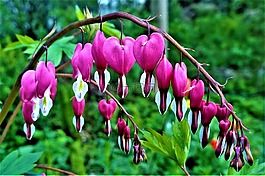 鮮花,心臟,愛(ài)