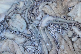摩洛哥,索維拉,魷魚(yú)