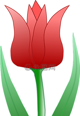 郁金香,開花,花