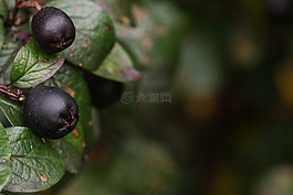 漿果,秋,秋天