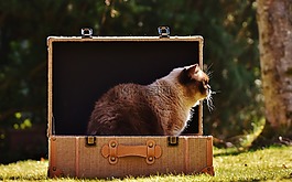 猫,英国短毛猫,行李