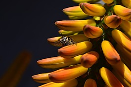 蜜蜂,花,黃色