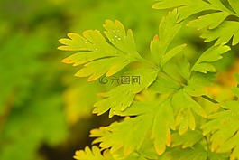 綠色,葉,黃色