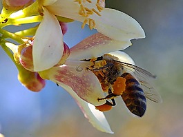 蜜蜂,花,昆蟲