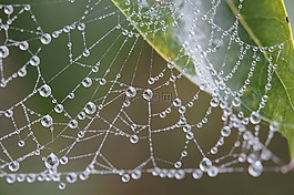 露珠,滴,一滴水