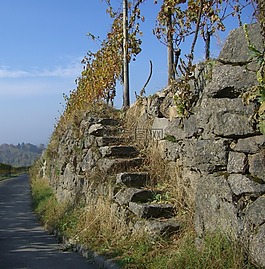 葡萄園,石樓梯,出現(xiàn)