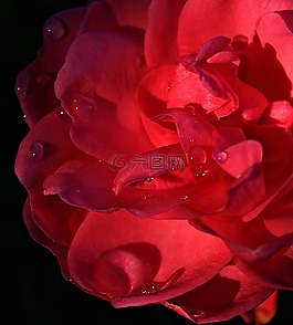 玫瑰,開花,玫瑰綻放