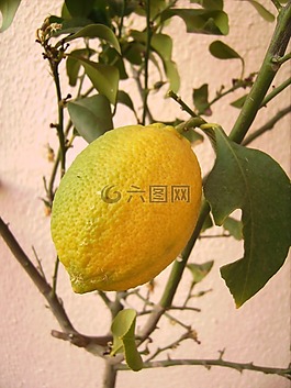 檸檬,樹,水果